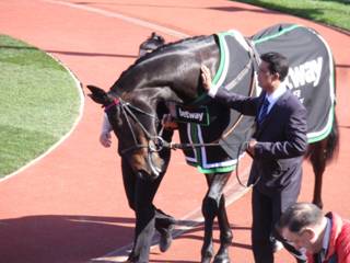 Sprinter Sacre 6.jpg