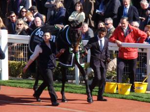 Sprinter Sacre 8.jpg