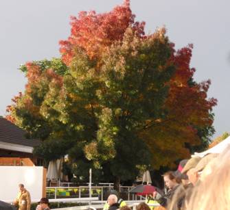 a tree.jpg