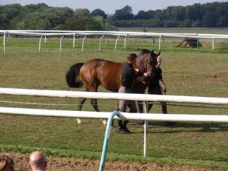 Flemensfirth unnamed mare.jpg