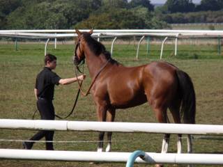 Milan filly again.jpg