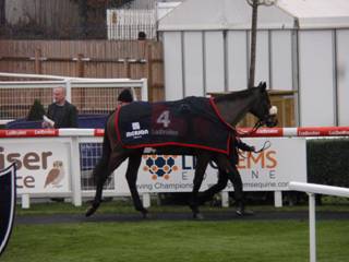 Race 5 d Amour De Nuit.jpg
