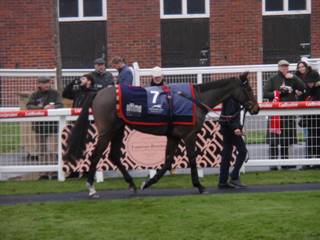 Race 5 g Cosmeapolitan.jpg