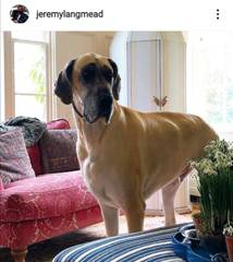 Image may contain: dog and indoor
