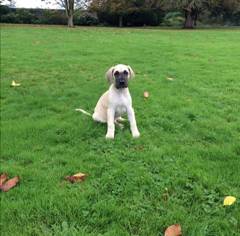 Image may contain: 1 person, dog, grass, outdoor and nature